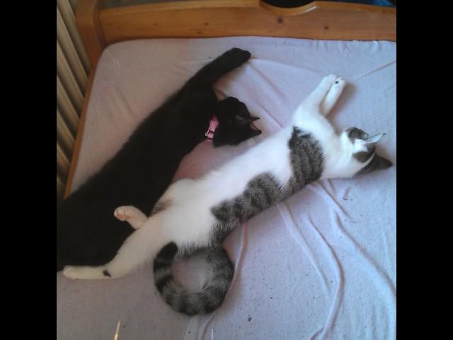 Yuki und ihre Schwester Pringels  ( pringels gehört meiner Schwester )