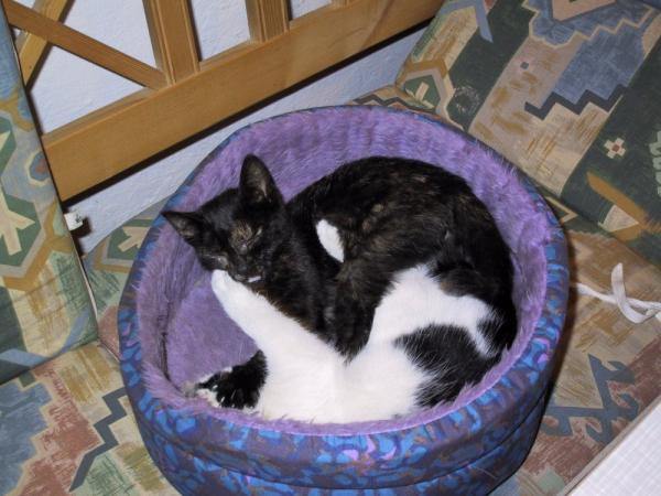 Zora und Timmy rangeln