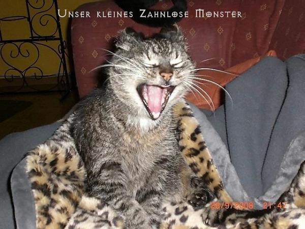 Zora: 
Unsere älteste. 
Sie wurde vor etwa 3 Jahren von einem Auto angefahren.
Der rechte Oberschenkelknochen ist um etwa 4-5 cm nach oben verschoben worden. Nach 6 Wochen in einer Box ging es wieder mit dem laufen :-)
Doch es reicht nicht mehr, für ein leben in der freien Natur.
Was Ihr persönlich eigentlich recht gut gefällt - Sofa ist eh viel besser