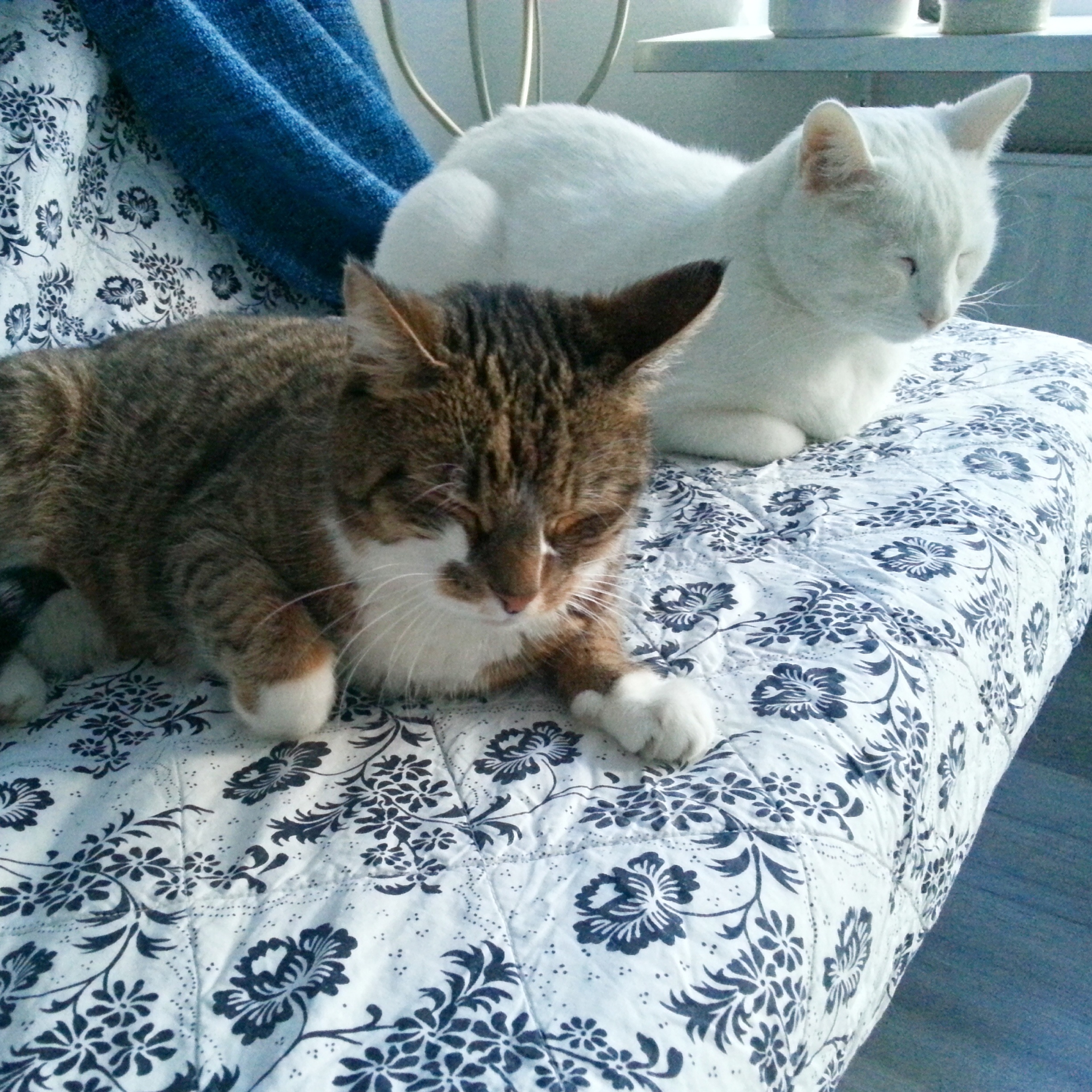 Zu müde zum Streiten