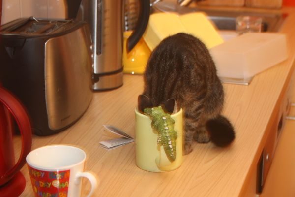 Zu tief in die Tasse geschaut