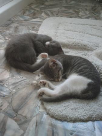 zu zweit schläft es sich besser