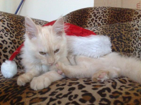 Zur Weihnachtszeit...