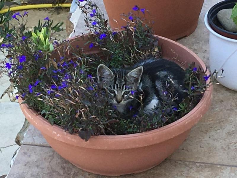 Zwacki im Blumentopf