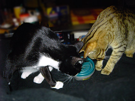 Zwei Katers und die Leckerchendose